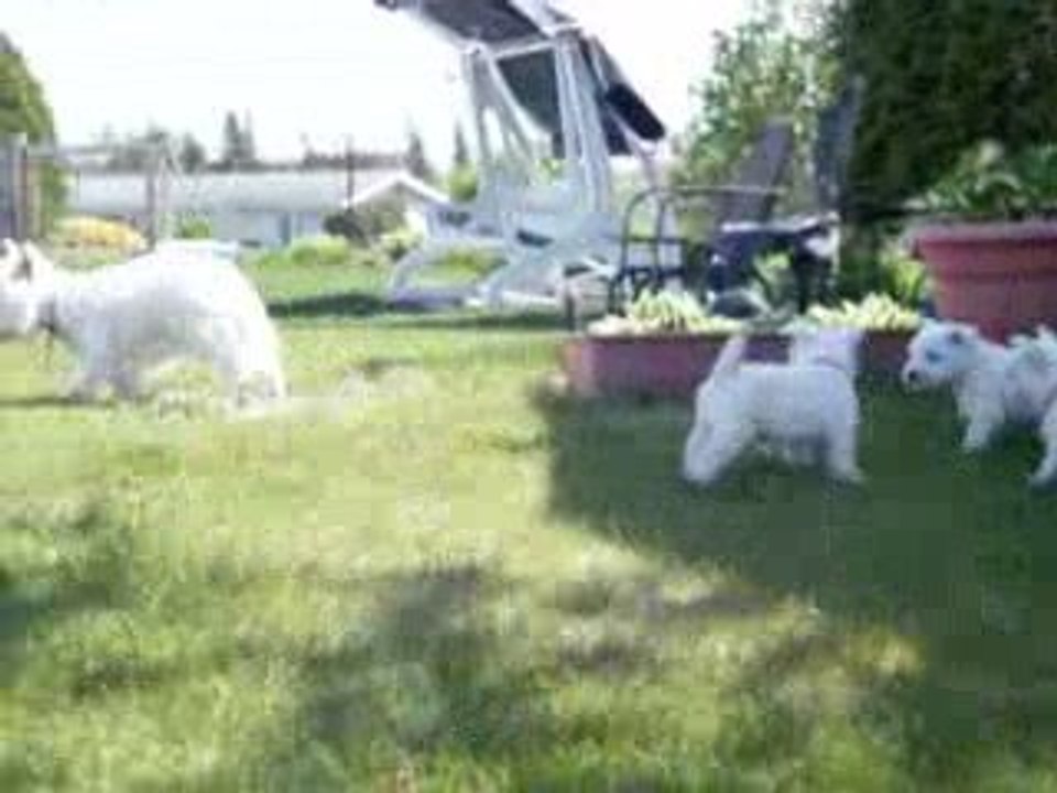 Calypso et ses bébés