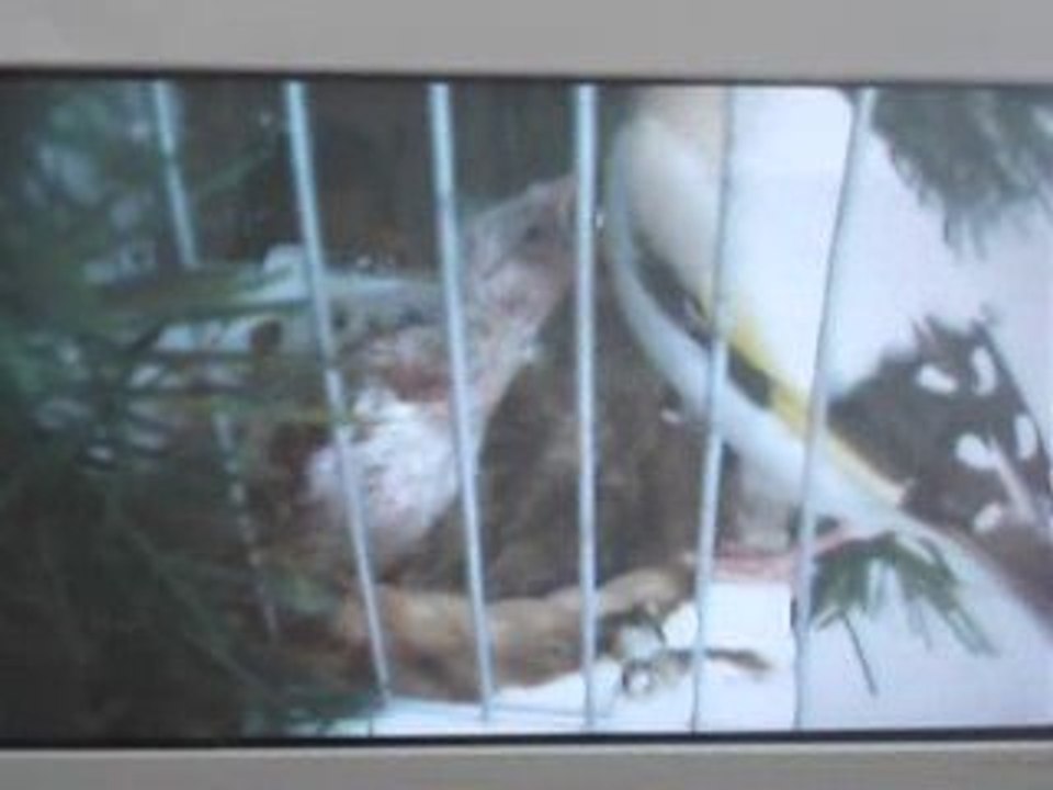 chardonneret eumo avec 3 jeunes au nid