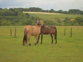 Pilou typhon gratouilles