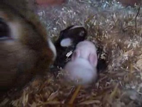 lapins dans nids 6 jours