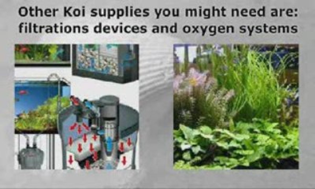 KOI SUPPLIES