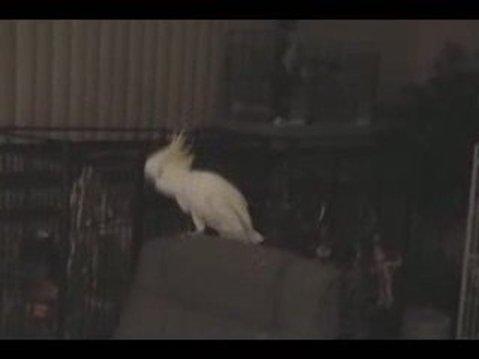 Perroquet qui a le rythme dans la peau !