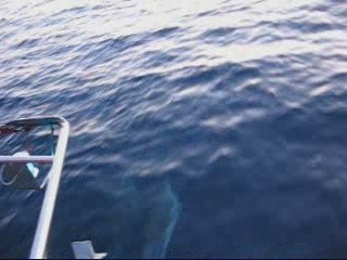 BalearesSolo Flipper et les dauphins au large de Mallorque