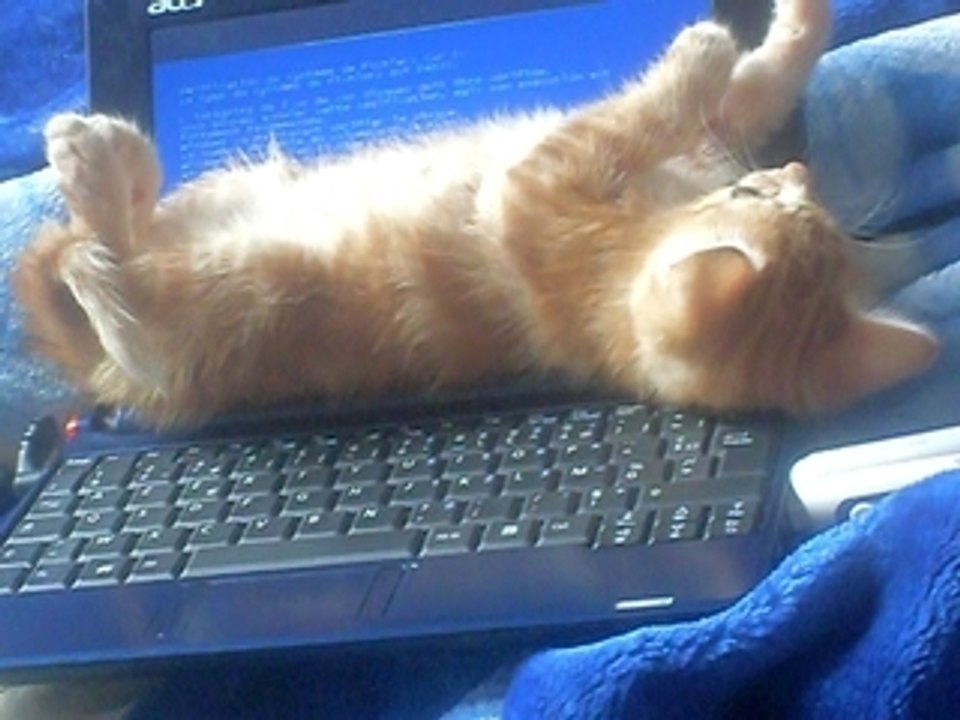 mina le chat ordi