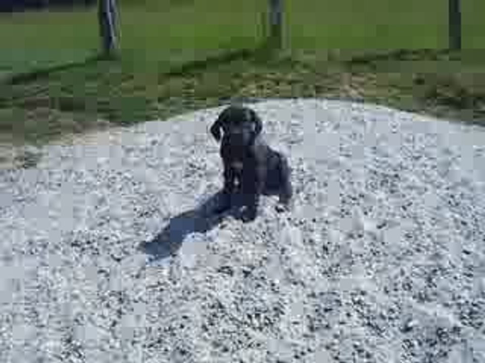 Chiots 002