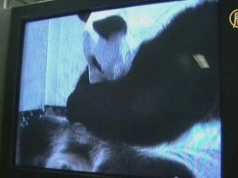 В зоопарке Таиланда родился детёныш панды