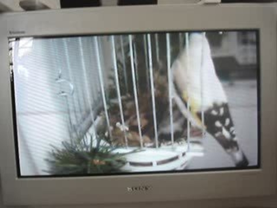 chardonneret eumo avec 5 jeunes