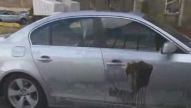 Mobile Auto Detailing Equipment - Powerful Mobile Auto Detailing