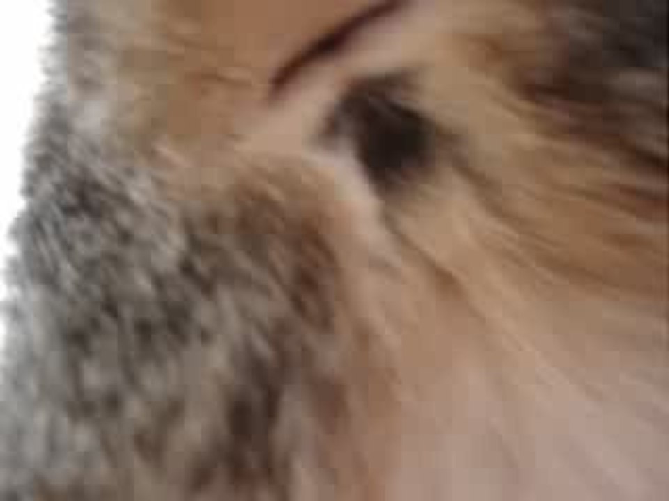 le cul d'un chat