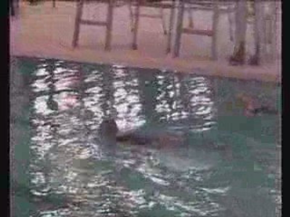 Propulsion Cass Natation synchronisée
