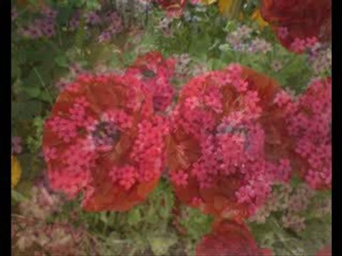 Şükran Ay-Kahverengi Gözlerin