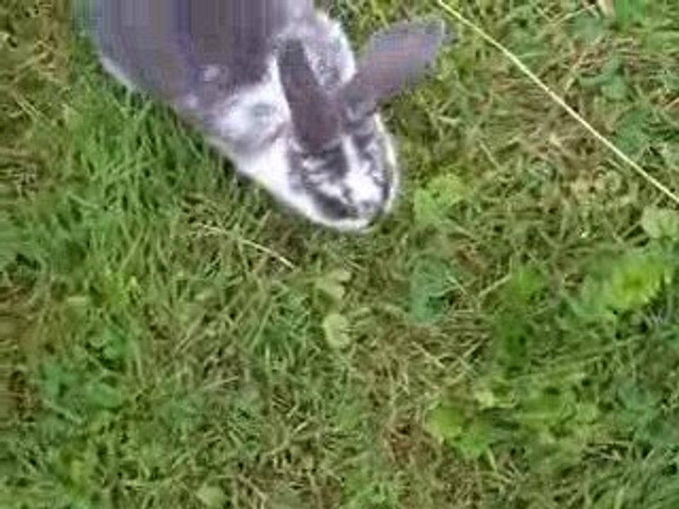 Mes bébés béliers nains tachetés bleues agés de 6 semaines