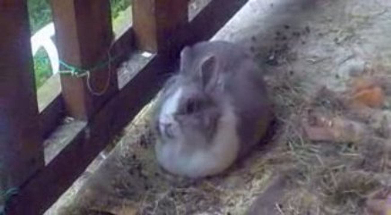 Pipine