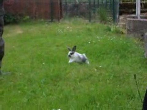 Mes bébés béliers tachetées bleues