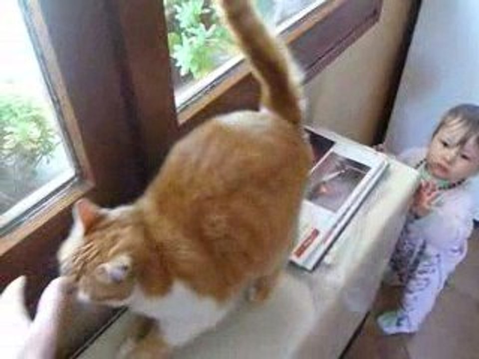 928 - Lilith cherche le chat