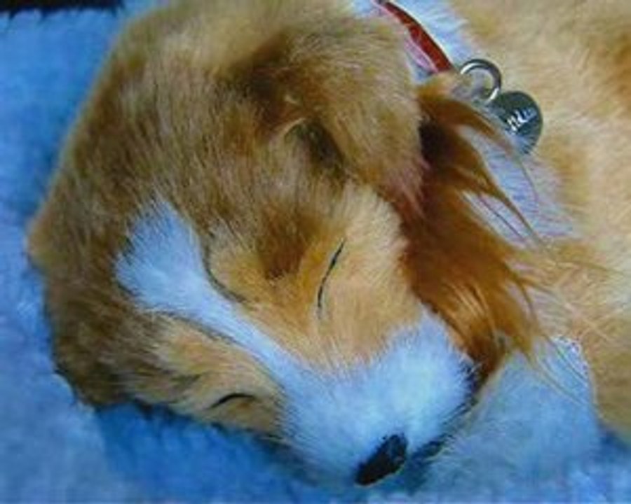 Poopy, le compagnon idéal