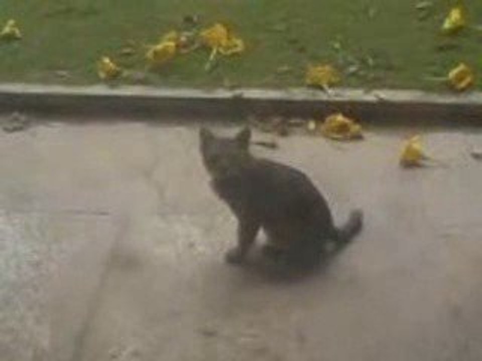 Pussy Cat