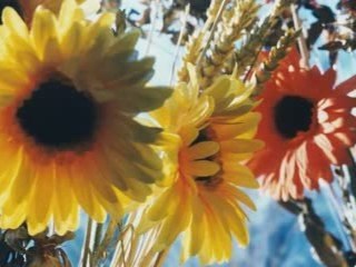 Mattos Nascimento - O Exilado