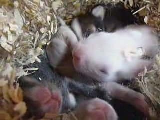lapins dans nids 1 semaine