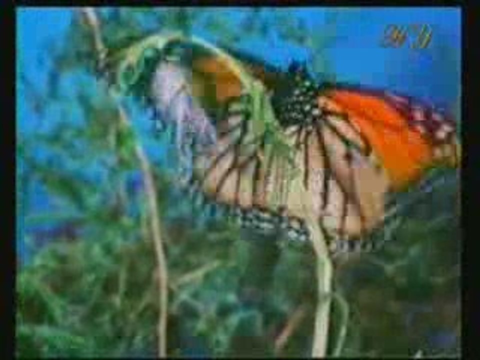 LES FOSSILES REFUTENT LA THEORIE DE L EVOLUTION 4/4