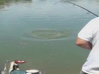 Prise d'une carpe de 6kg