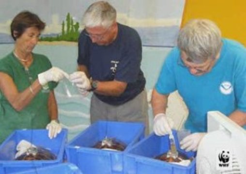 Les tortues marines de Nouvelle-Calédonie : leur aventure