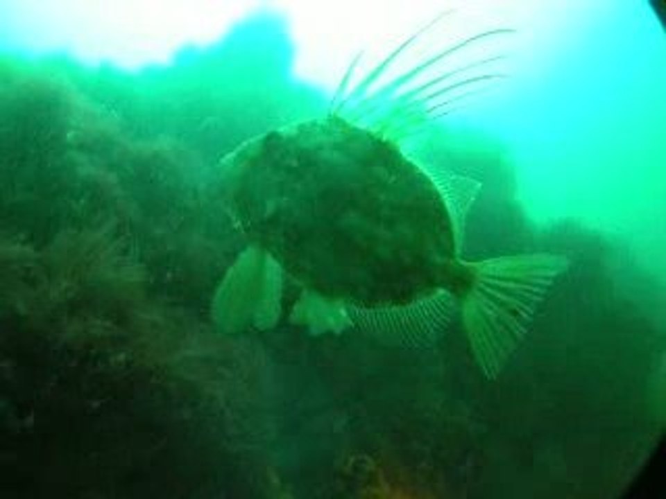 poisson St Pierre (31.05.09)