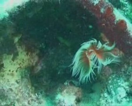 Kemer Sualtı günlerinde Arkeoloji kategorisi 3.cüsü