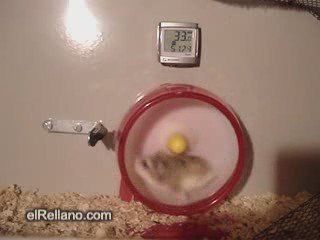 Hamsters veloces