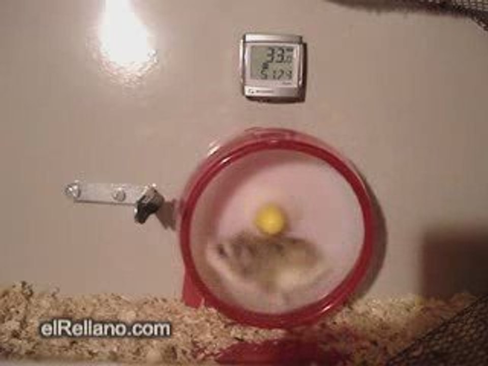 Hamsters veloces