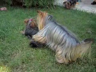 Boston,Decy-Belle et Caouette JUIN 2009