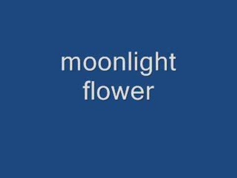 Moonlight flower - michael cretu