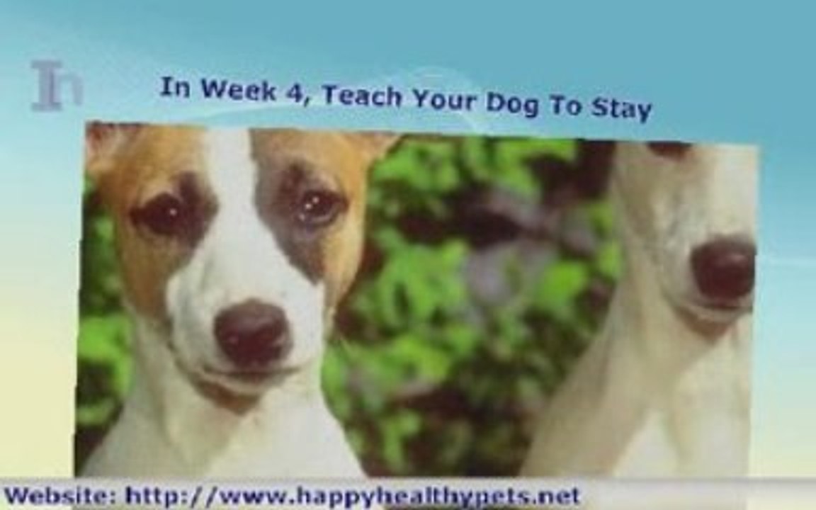 Pet Dog Training Mini-Course - 7 Week Course For Dog Owners