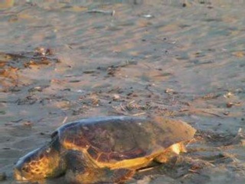 Anamur Caretta caretta Meeresschildkröten 2