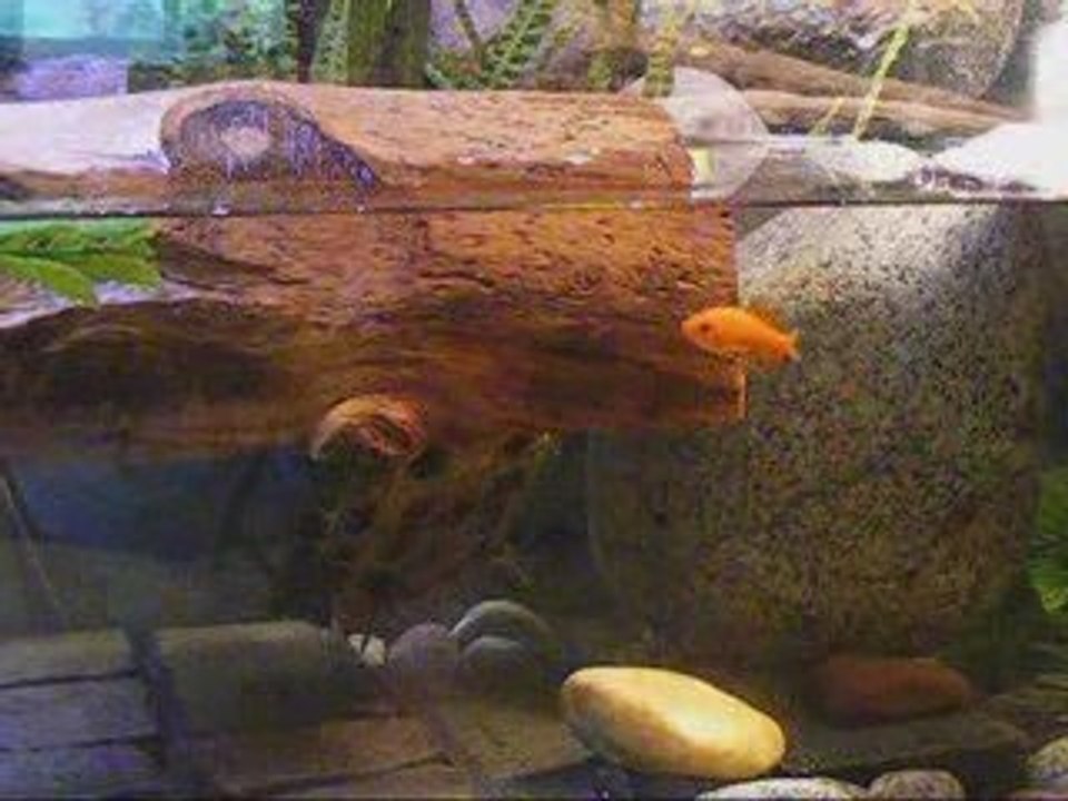 Turtle Cam