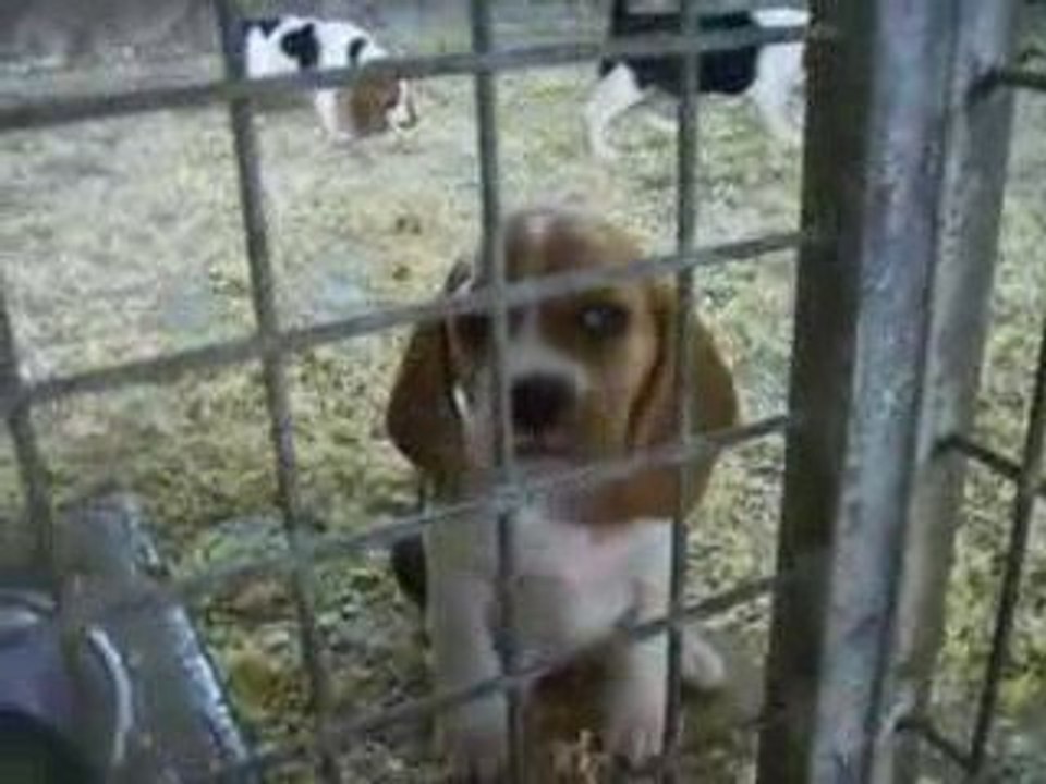 Eva La petite beaglette