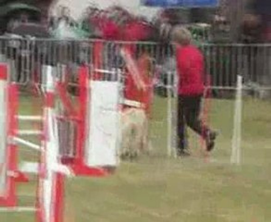 Toomuch jump champ