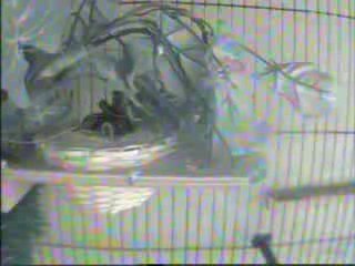 La voila qui se decide de faire son nid