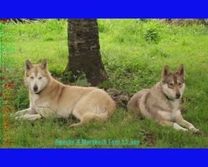 les chiens de l'association taiga