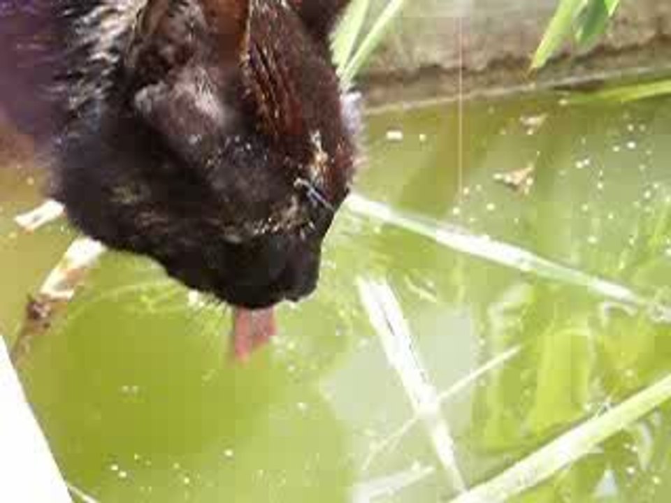 Swannie  dite " Choupette "