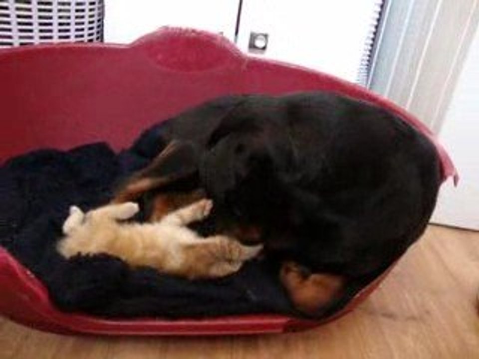 chat et chien
