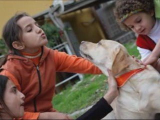 Lab Board Lab Fest: Mixes & Breeds 🎉