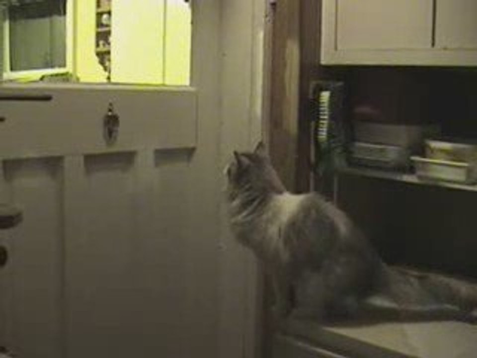 Chat qui frappe à la porte