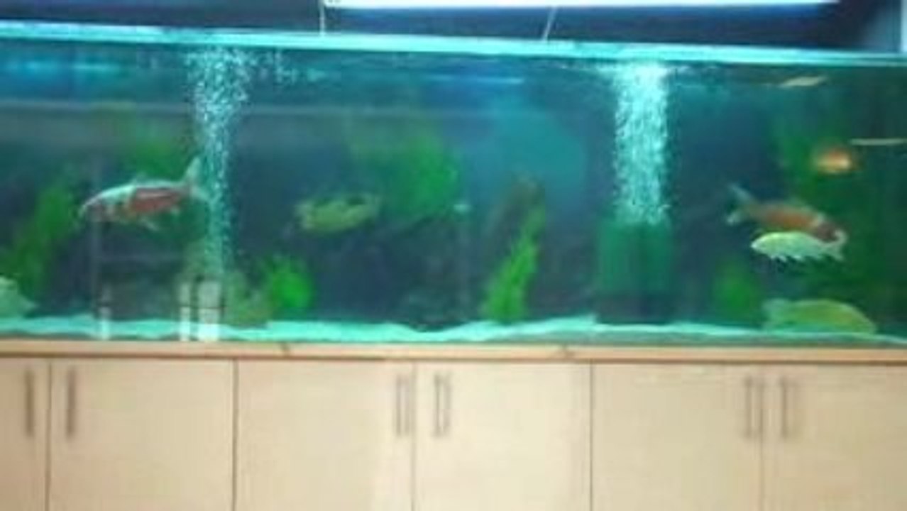 Aqua 2200L + Carpes Koi (www.Aqua-Distribution.com)