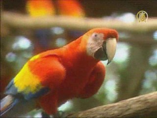 Редкие попугаи родились в неволе