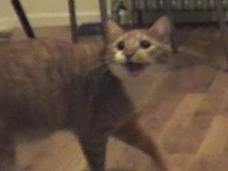 Mylo the Cat's Autotune Moment 🎤