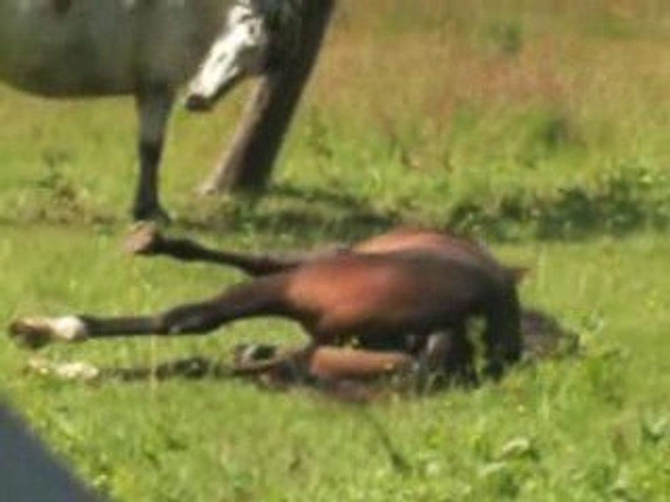 Poneys 221