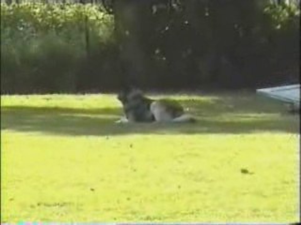 Obéissance balthus 1