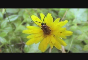 vite bobby contusion