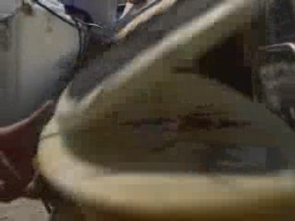 Surfing for peace - BLog et news d'E.S.P